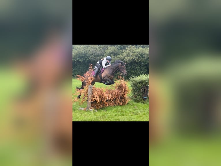 Welsh-D Stute 13 Jahre 147 cm Dunkelbrauner in Orpington
