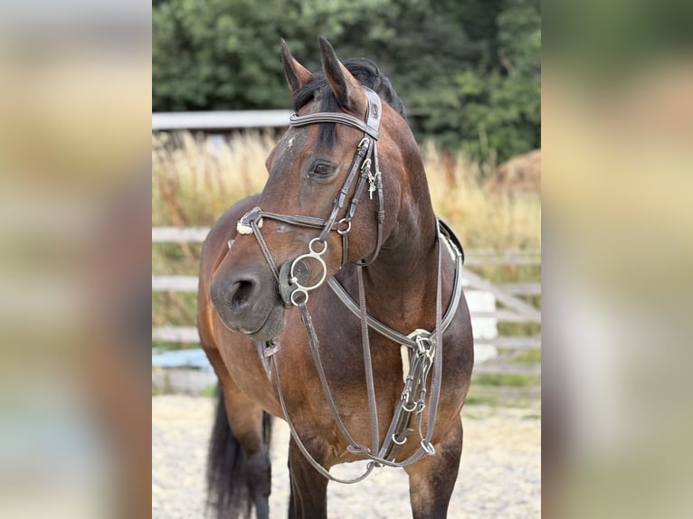 Welsh-D Stute 13 Jahre 147 cm Dunkelbrauner in Orpington