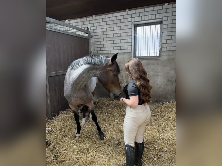 Welsh-D Stute 13 Jahre 147 cm Roan-Bay in Breda