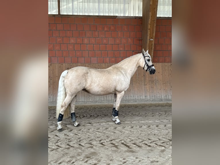 Welsh-D Stute 13 Jahre 150 cm Palomino in Frelsdorf