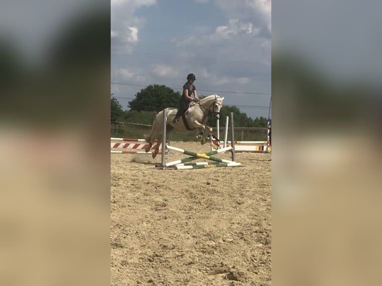 Welsh-D Stute 13 Jahre 150 cm Pearl in Frelsdorf