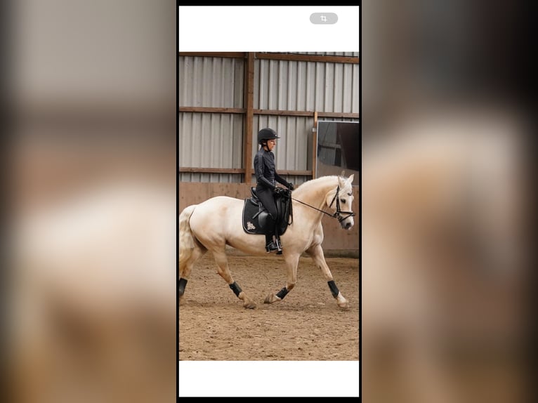 Welsh-D Stute 13 Jahre 150 cm Pearl in Frelsdorf