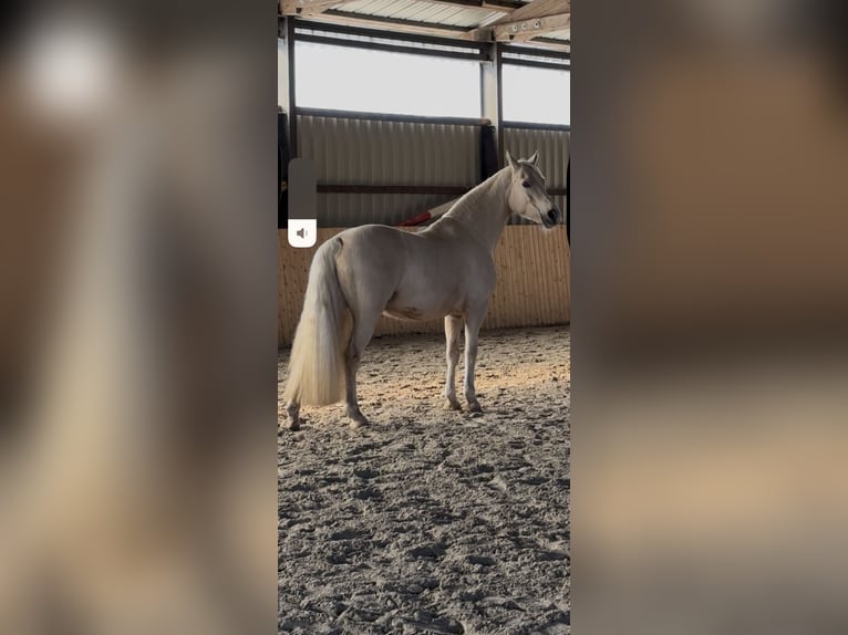 Welsh-D Stute 13 Jahre 150 cm Pearl in Frelsdorf