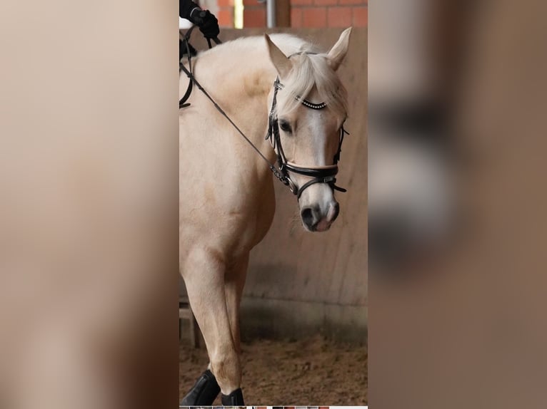 Welsh-D Stute 13 Jahre 150 cm Pearl in Frelsdorf