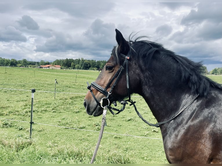 Welsh-D Stute 13 Jahre 153 cm Dunkelbrauner in Iffeldorf