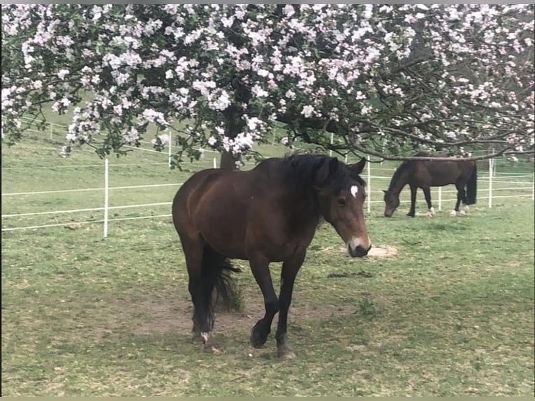 Welsh-D Stute 13 Jahre Brauner in Kurtscheid