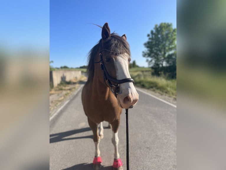 Welsh-D Stute 14 Jahre 140 cm Fuchs in Grimma