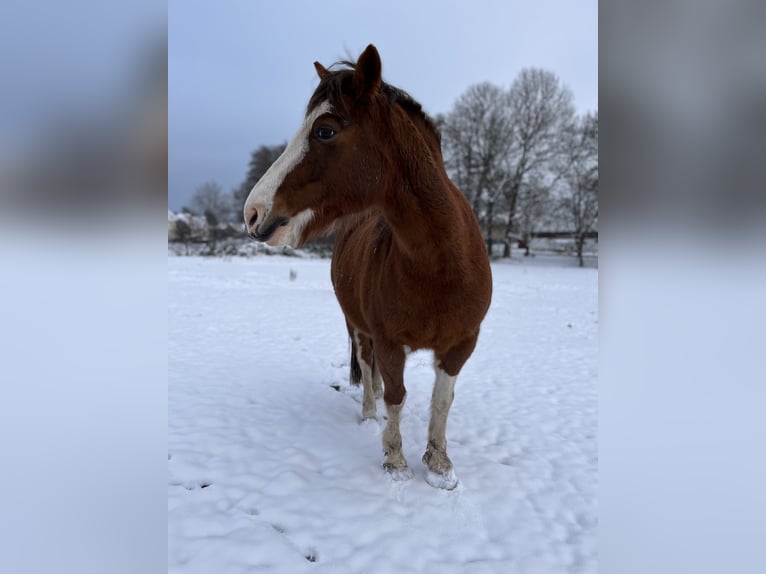 Welsh-D Stute 14 Jahre 140 cm Fuchs in Grimma