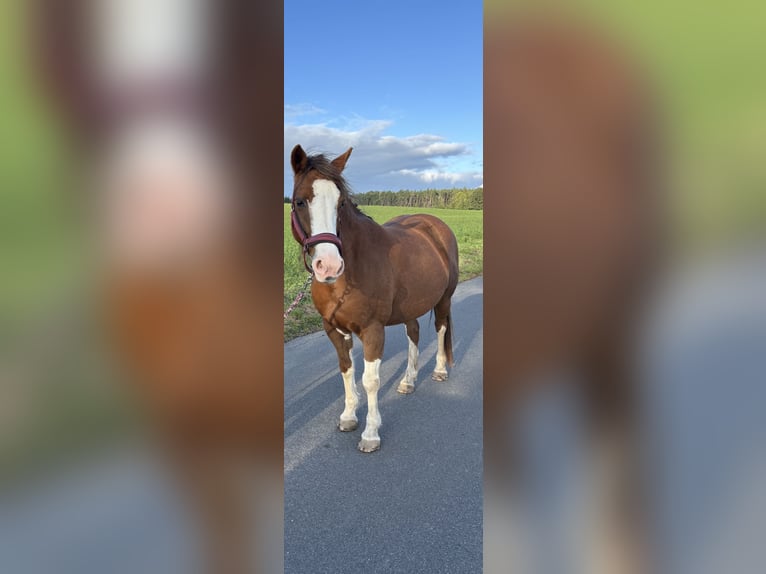 Welsh-D Stute 14 Jahre 140 cm Fuchs in Grimma