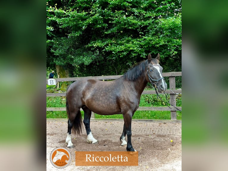 Welsh-D Stute 14 Jahre 142 cm Rappe in Loughrea