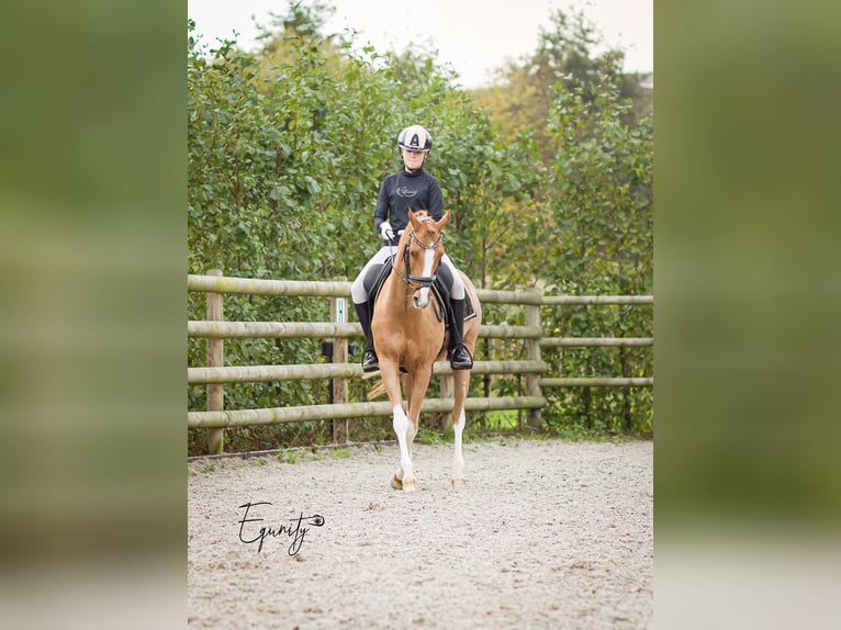Welsh-D Stute 14 Jahre 144 cm Fuchs in Oude Niedorp