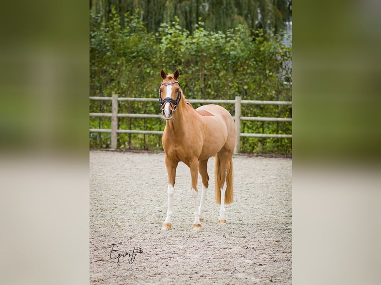 Welsh-D Stute 14 Jahre 144 cm Fuchs in Oude Niedorp