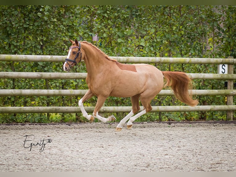 Welsh-D Stute 14 Jahre 144 cm Fuchs in Oudkarspel