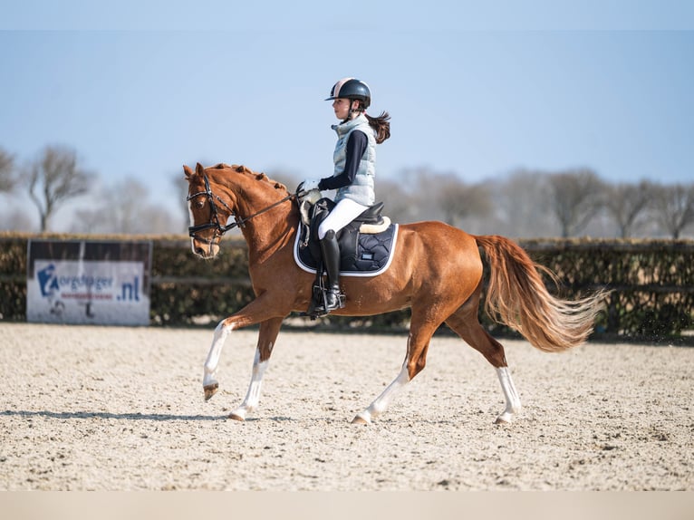 Welsh-D Stute 14 Jahre 144 cm Fuchs in Oudkarspel