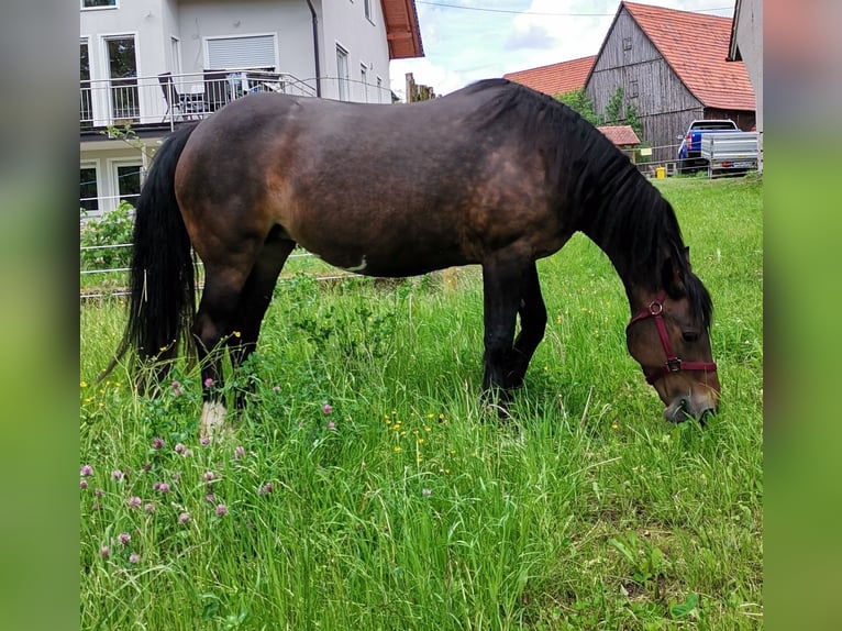 Welsh-D Mix Stute 14 Jahre 148 cm Dunkelbrauner in Murrhardt