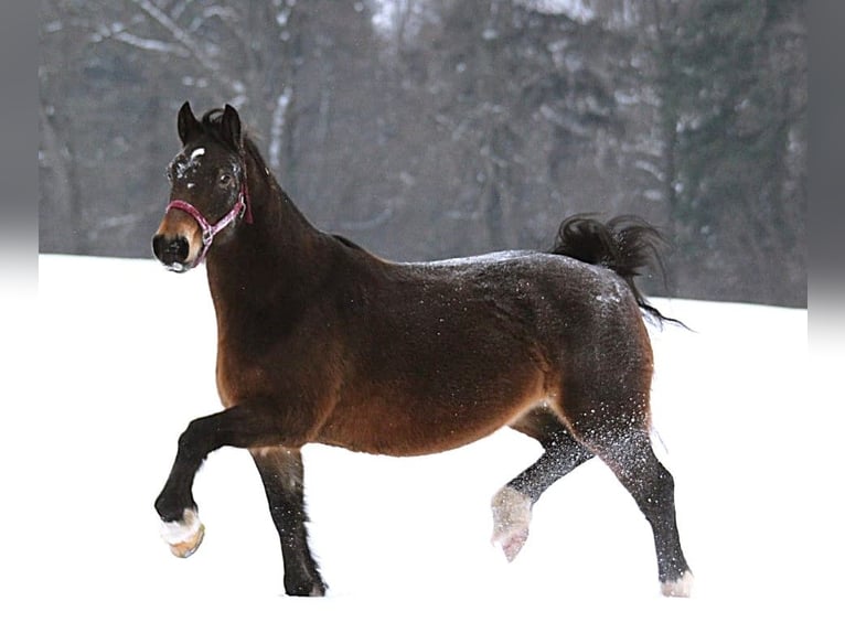 Welsh-D Mix Stute 14 Jahre 148 cm Dunkelbrauner in Murrhardt