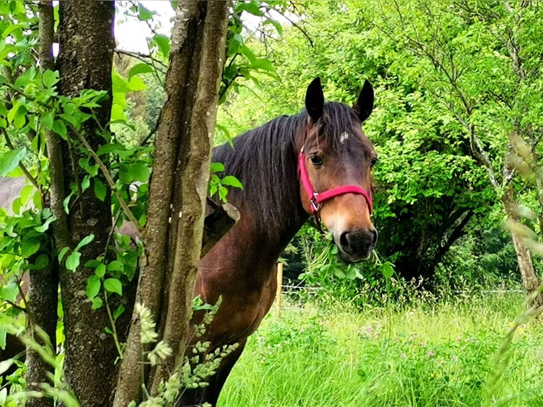Welsh-D Mix Stute 14 Jahre 148 cm Dunkelbrauner in Murrhardt