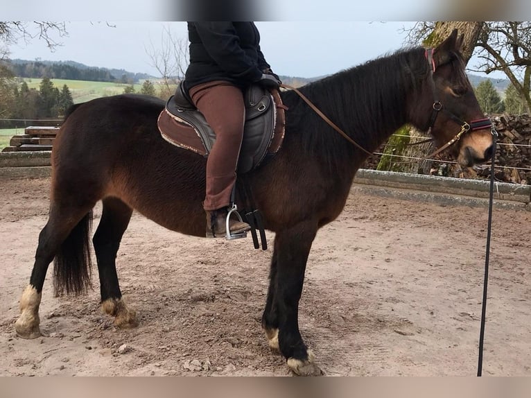 Welsh-D Mix Stute 14 Jahre 148 cm Dunkelbrauner in Murrhardt