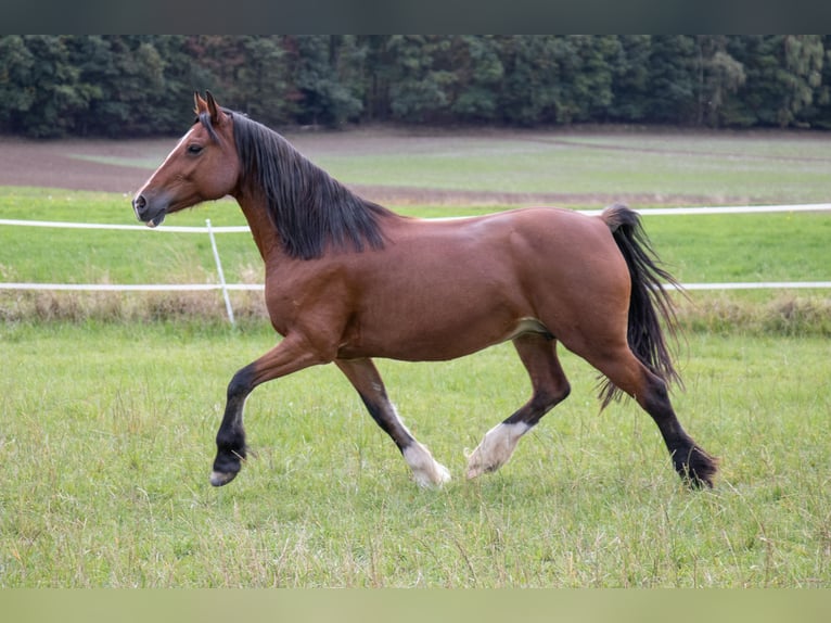 Welsh-D Stute 14 Jahre 149 cm Brauner in Bad Wildungen
