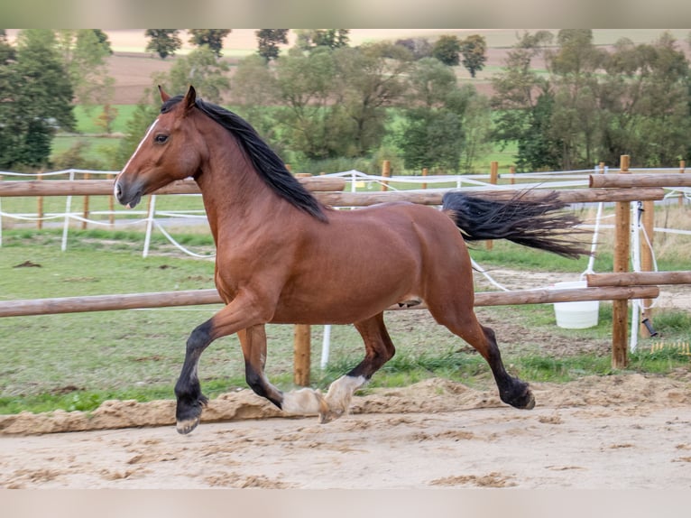 Welsh-D Stute 14 Jahre 149 cm Brauner in Bad Wildungen