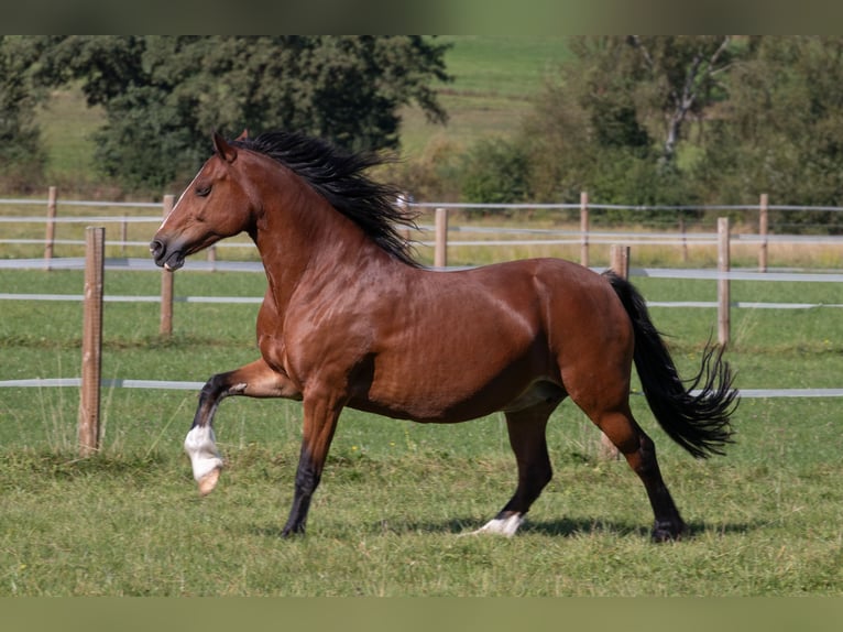Welsh-D Stute 14 Jahre 149 cm Brauner in Bad Wildungen