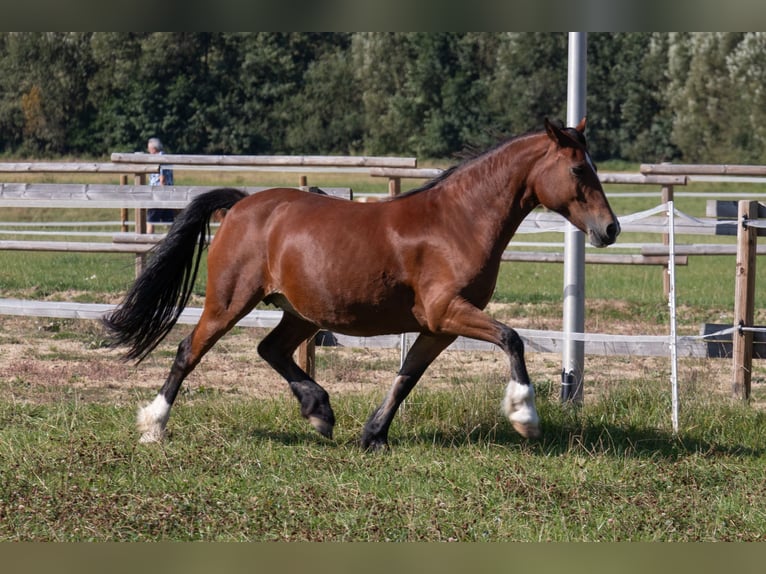 Welsh-D Stute 14 Jahre 149 cm Brauner in Bad Wildungen