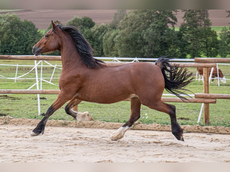 Welsh-D Stute 14 Jahre 149 cm Brauner in Bad Wildungen