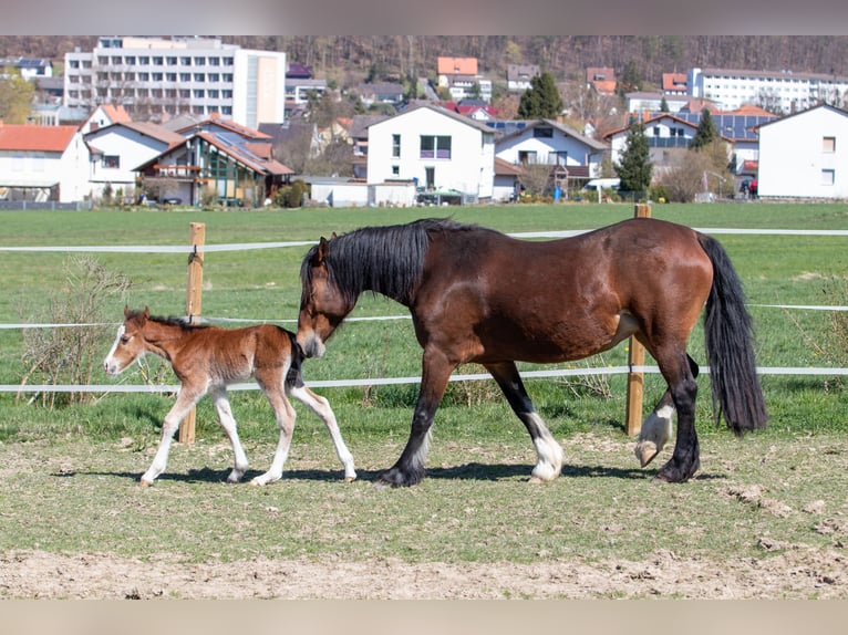 Welsh-D Stute 14 Jahre 149 cm Brauner in Bad Wildungen