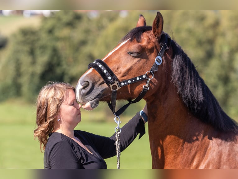 Welsh-D Stute 14 Jahre 149 cm Brauner in Bad Wildungen