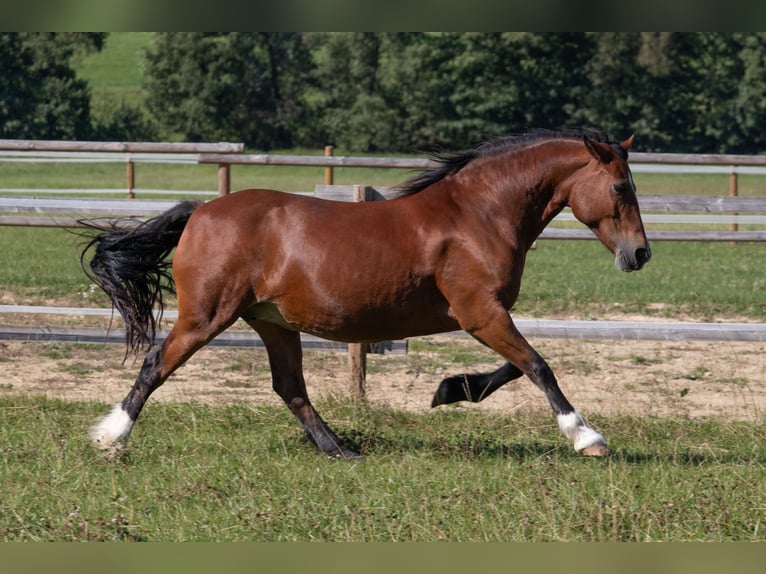 Welsh-D Stute 14 Jahre 149 cm Brauner in Bad Wildungen
