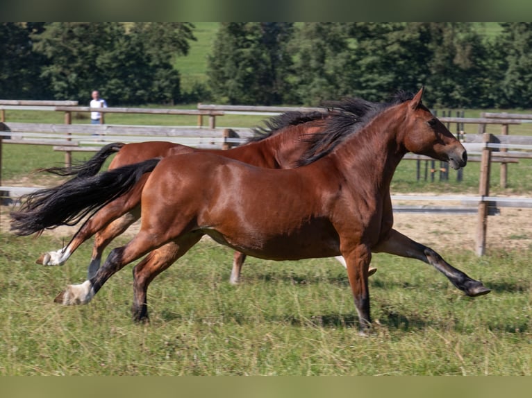 Welsh-D Stute 14 Jahre 149 cm Brauner in Bad Wildungen