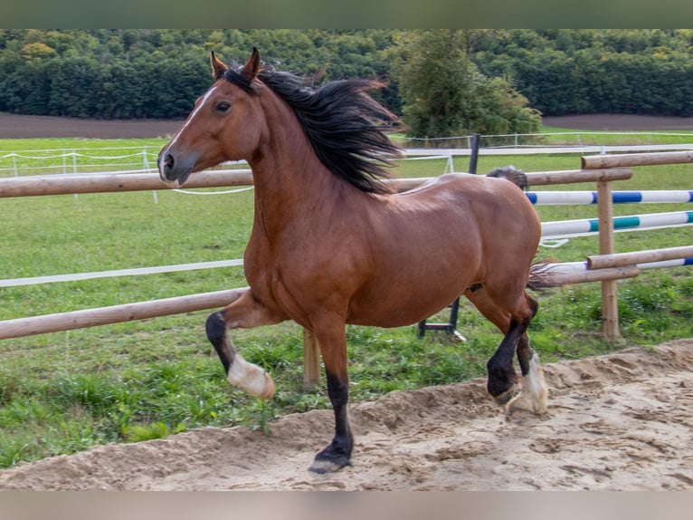 Welsh-D Stute 14 Jahre 149 cm Brauner in Bad Wildungen