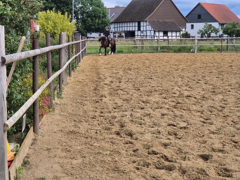 Welsh-D Stute 14 Jahre 150 cm Brauner in K&#xF6;nigslutter am Elm