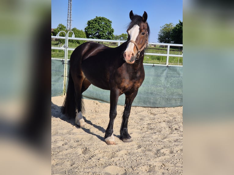 Welsh-D Stute 14 Jahre 150 cm Brauner in K&#xF6;nigslutter am Elm