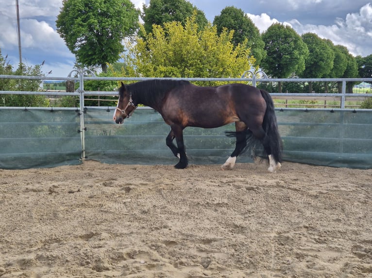 Welsh-D Stute 14 Jahre 150 cm Brauner in K&#xF6;nigslutter am Elm