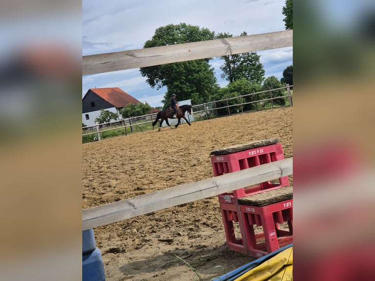 Welsh-D Stute 14 Jahre 150 cm Brauner in K&#xF6;nigslutter am Elm