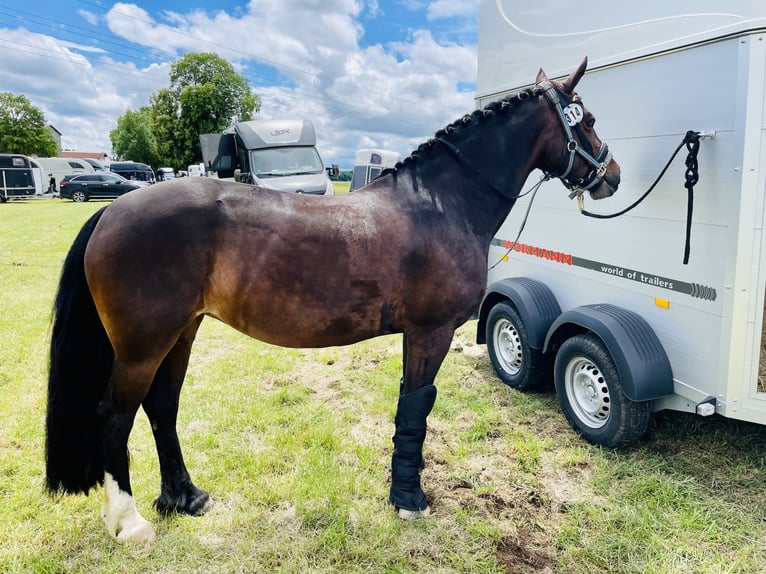 Welsh-D Stute 14 Jahre 151 cm Dunkelbrauner in Iffeldorf