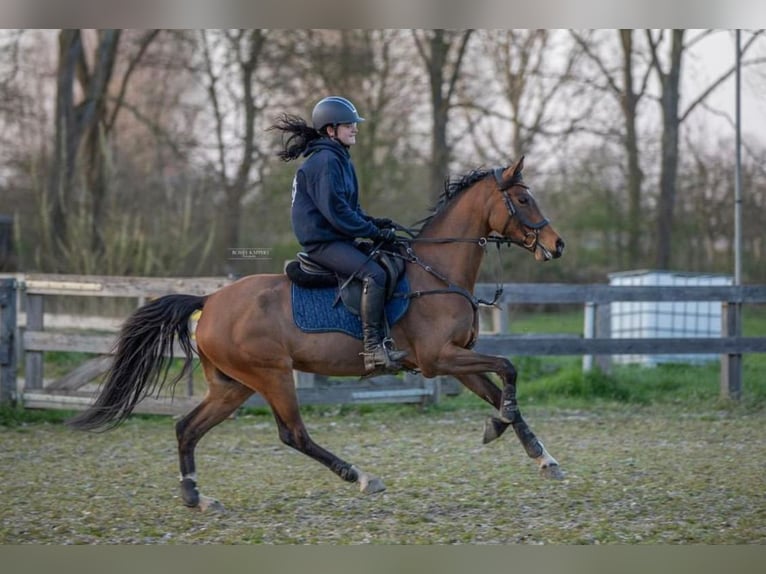 Welsh-D Stute 14 Jahre 152 cm Dunkelbrauner in Steenderen