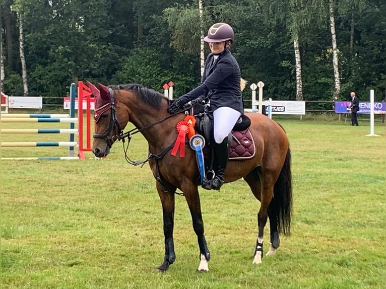 Welsh-D Stute 14 Jahre 152 cm Dunkelbrauner in Steenderen