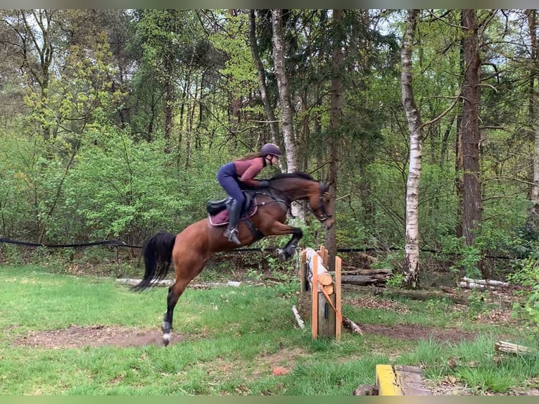 Welsh-D Stute 14 Jahre 152 cm Dunkelbrauner in Steenderen