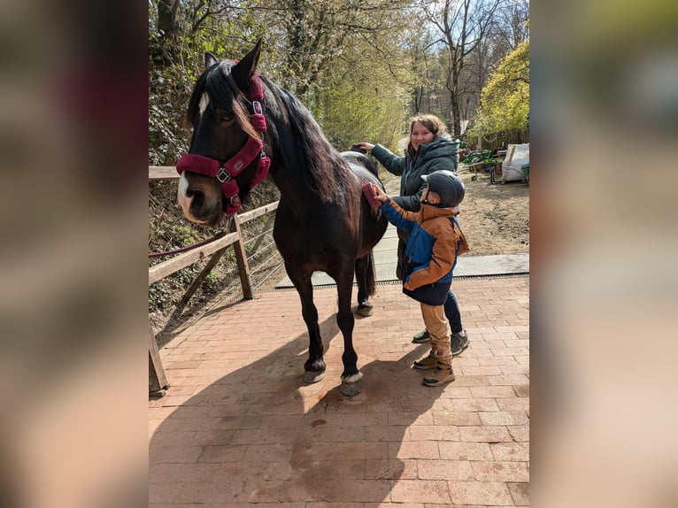 Welsh-D Stute 14 Jahre 155 cm Schwarzbrauner in Wallenhorst