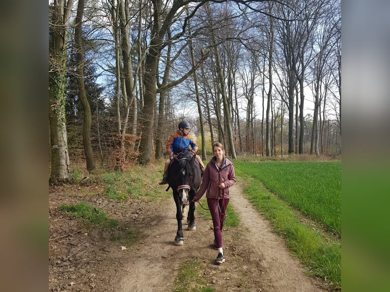 Welsh-D Stute 14 Jahre 155 cm Schwarzbrauner in Wallenhorst