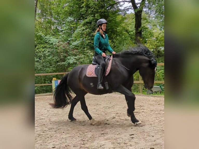 Welsh-D Stute 14 Jahre 155 cm Schwarzbrauner in Wallenhorst