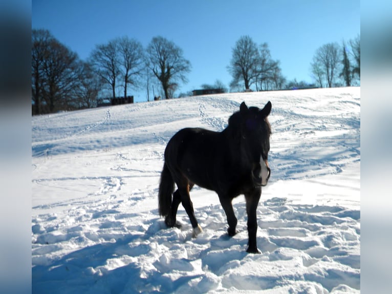 Welsh-D Stute 14 Jahre 155 cm Schwarzbrauner in Wallenhorst