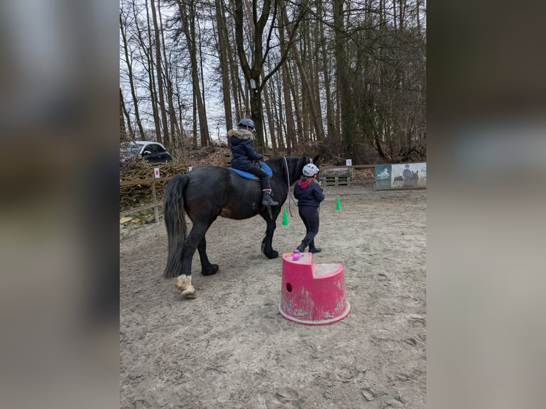 Welsh-D Stute 14 Jahre 155 cm Schwarzbrauner in Wallenhorst