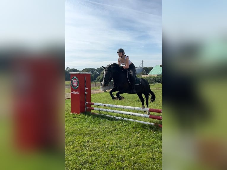 Welsh-D Stute 15 Jahre 142 cm Rappe in L&#xFC;dersdorf