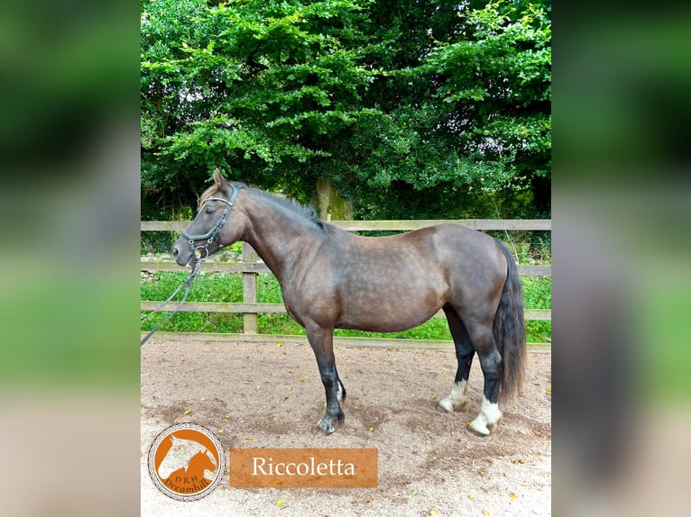 Welsh-D Stute 15 Jahre 142 cm Rappe in Loughrea