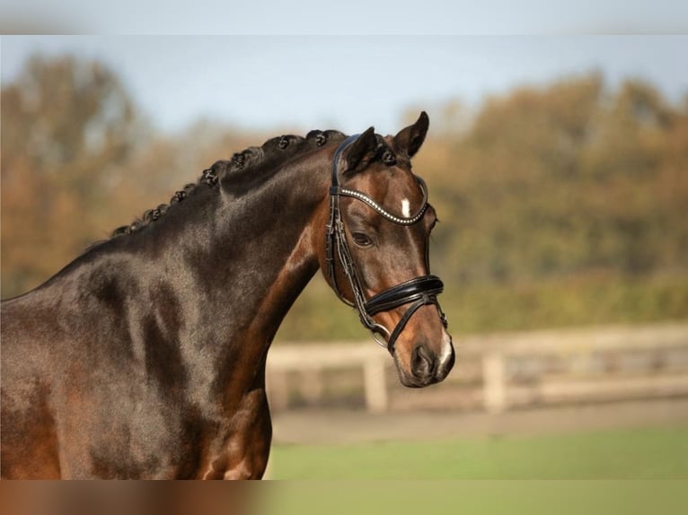 Welsh-D Stute 15 Jahre 146 cm Brauner in Sant Vicenç Dels Horts