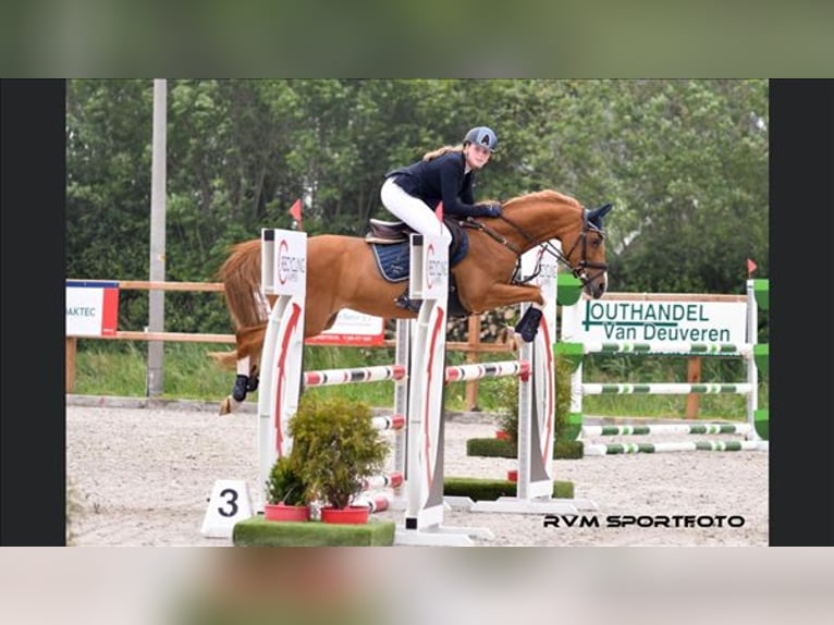 Welsh-D Stute 15 Jahre 146 cm in Braine le comte