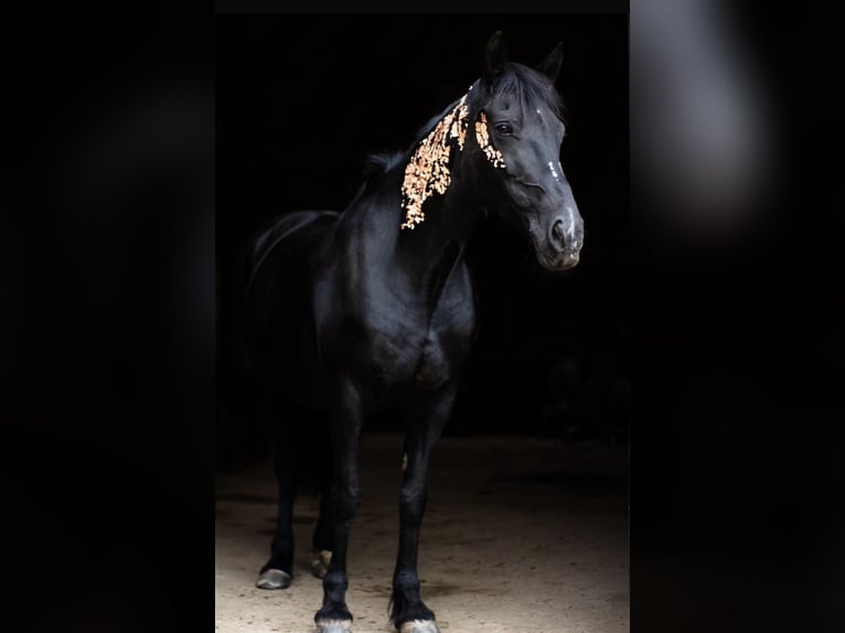Welsh-D Stute 15 Jahre 148 cm Schwarzbrauner in Windeck